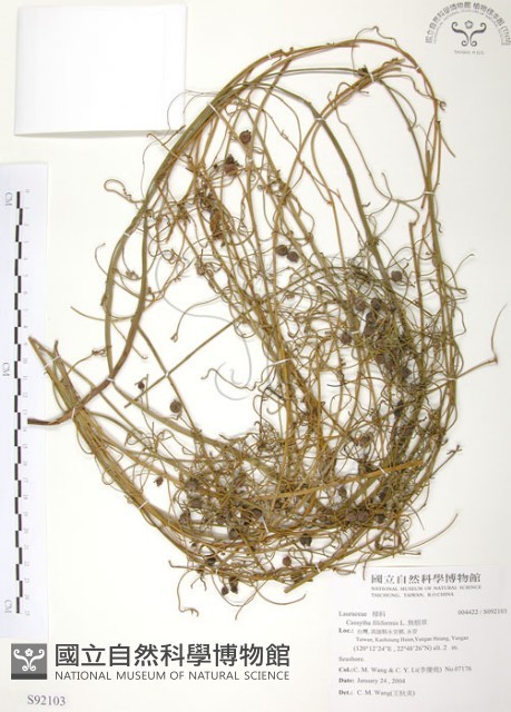 無根草藏品圖，第1張
