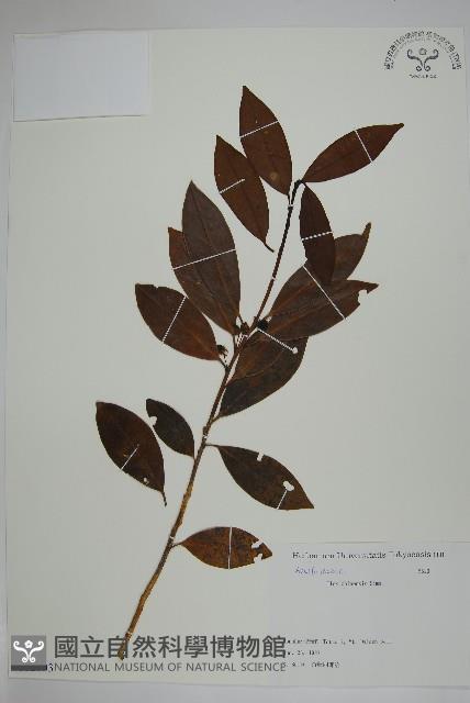 冬青藏品圖，第1張