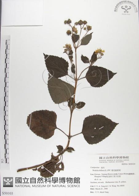 雙花蟛蜞菊藏品圖，第1張