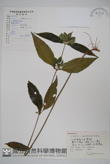 九頭獅子草藏品圖，第1張