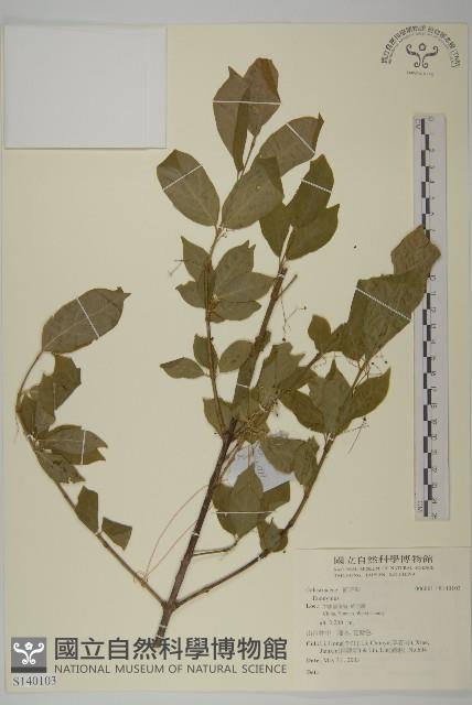 登錄號:S140103藏品圖，第1張