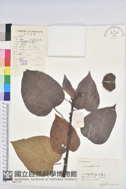 千年桐藏品圖，第1張