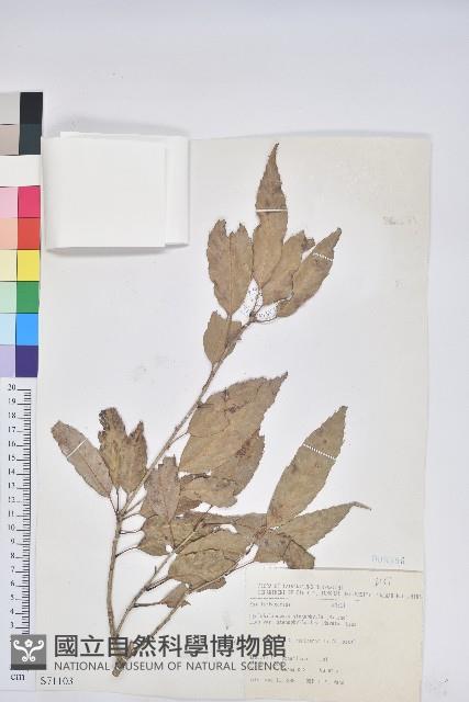 狹葉椆藏品圖，第1張