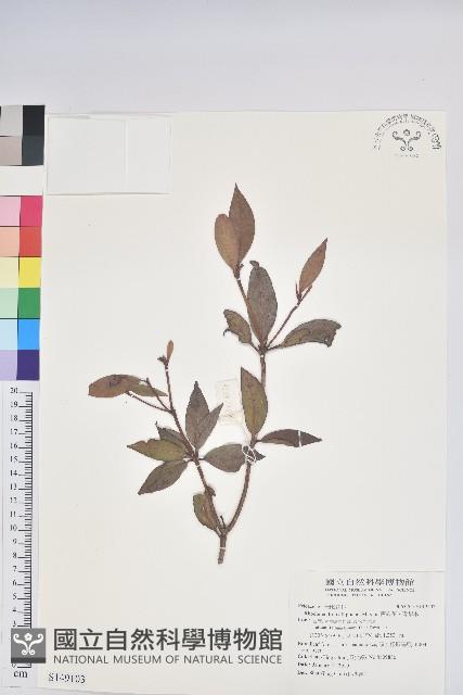 西施花、青紫木藏品圖，第1張