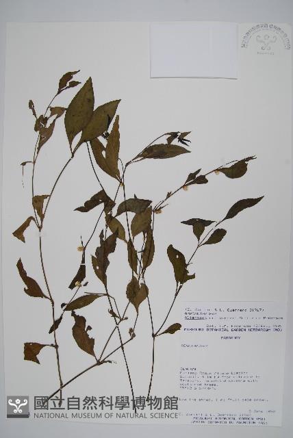 登錄號:S062303藏品圖，第1張