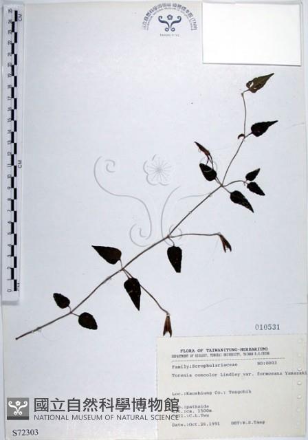 倒地蜈蚣、四角銅鑼藏品圖，第1張