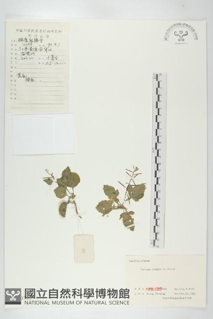 葶藶藏品圖，第1張