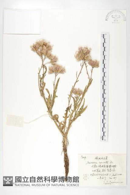 倒羽葉鳳毛菊藏品圖，第1張