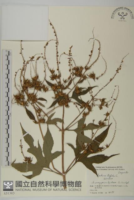 三裂豚草藏品圖，第1張