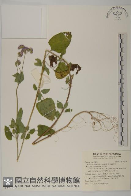 紫花霍香薊藏品圖，第1張