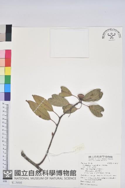 赤柯、赤椆、森氏櫟藏品圖，第1張