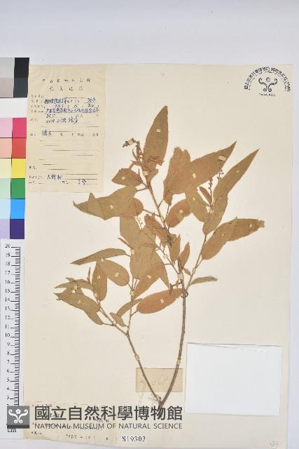 毛果巴豆藏品圖，第1張