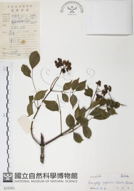 野鴉椿藏品圖，第1張