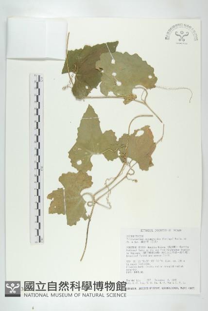 王瓜藏品圖，第1張