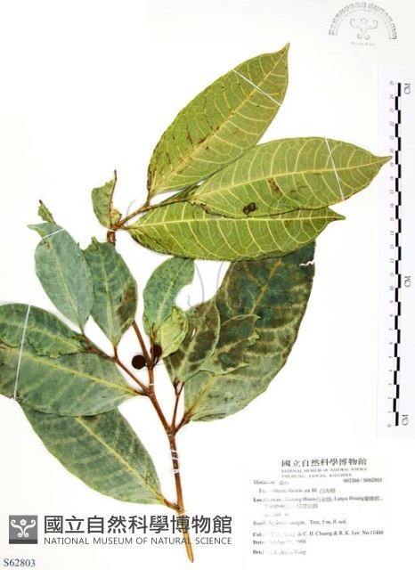 白肉榕、島榕藏品圖，第1張
