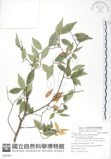 櫸、雞油藏品圖，第1張