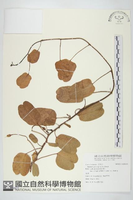 登錄號:S120803藏品圖，第1張