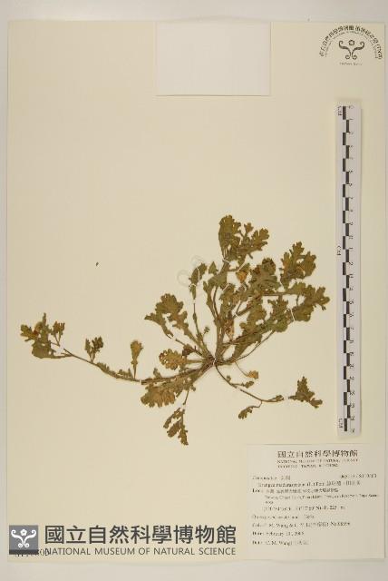 線球菊、田基黃藏品圖，第1張