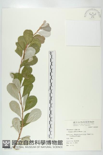 宜梧藏品圖，第1張