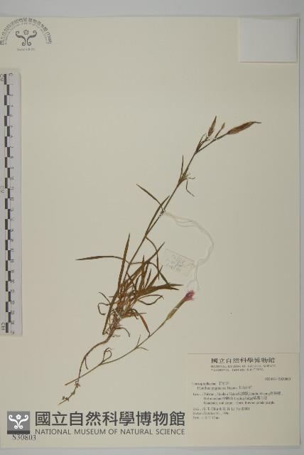 玉山石竹藏品圖，第1張