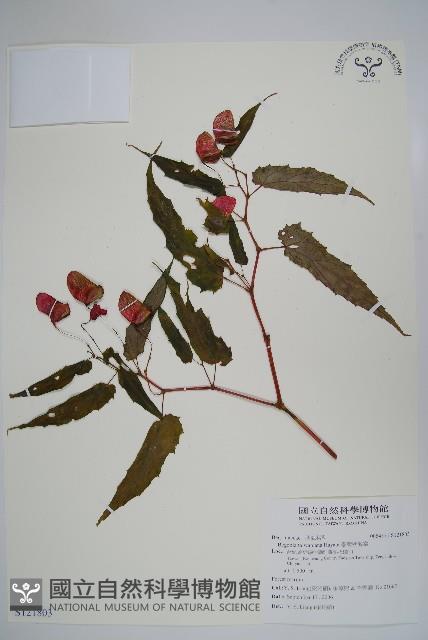 臺灣秋海棠藏品圖，第1張