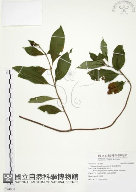 毛玉葉金花藏品圖，第1張