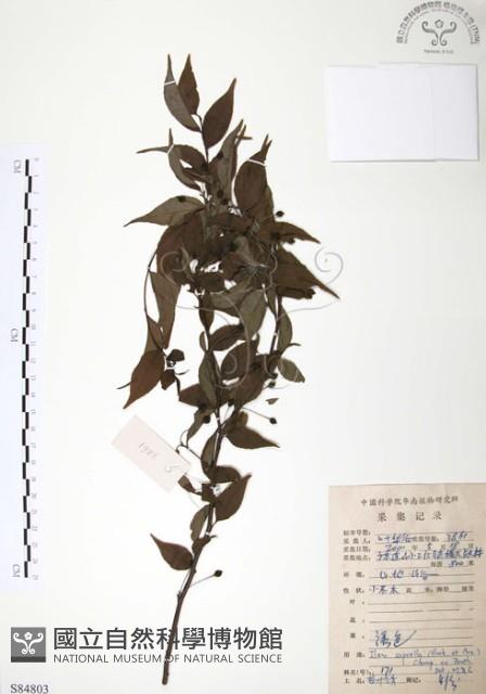 燈稱花、烏雞骨藏品圖，第1張