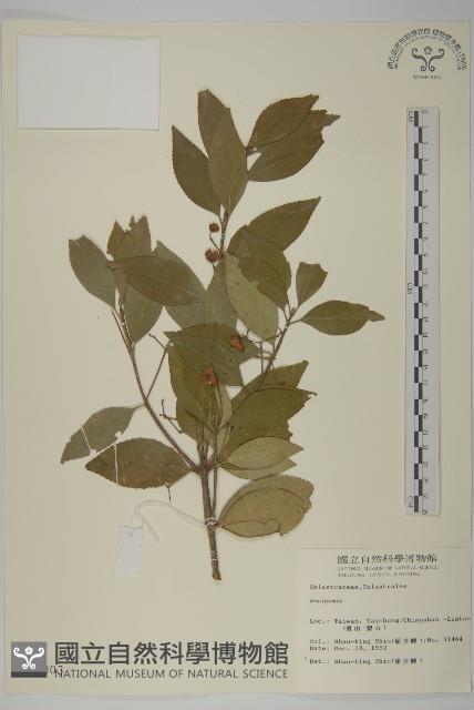 登錄號:S009803藏品圖，第1張