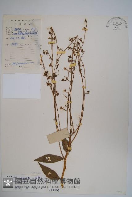 湖南沙參、寬裂沙參藏品圖，第1張