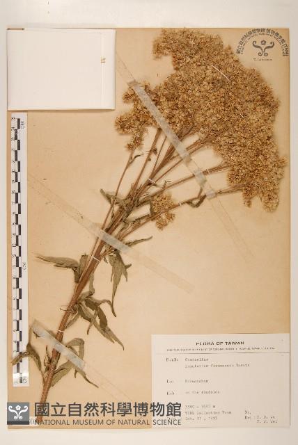 臺灣澤蘭藏品圖，第1張