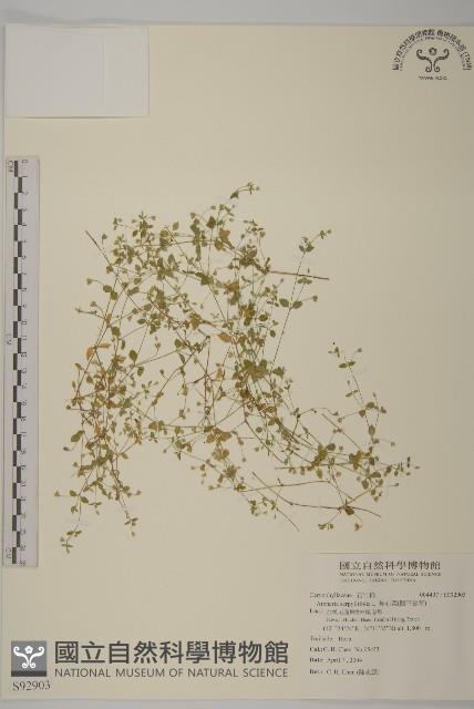 無心菜、鵝不食草藏品圖，第1張