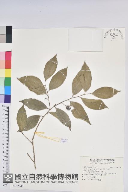 南仁五月茶藏品圖，第1張