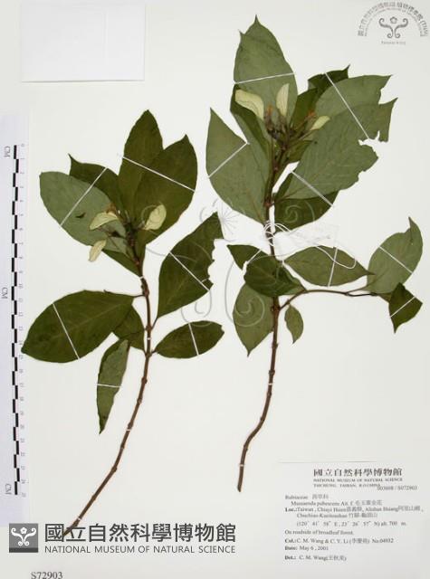 毛玉葉金花藏品圖，第1張