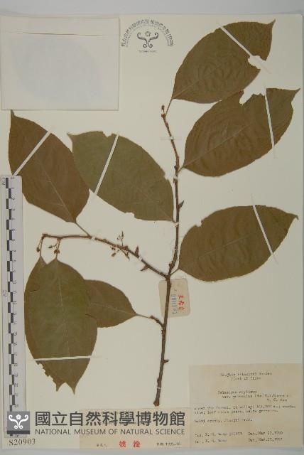 哥蘭葉藏品圖，第1張