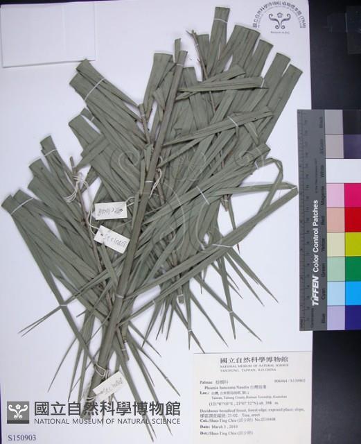 台灣海棗藏品圖，第1張