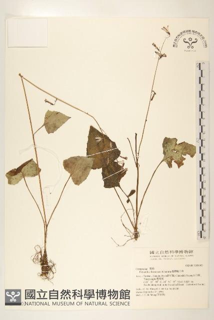 臺灣福王草藏品圖，第1張