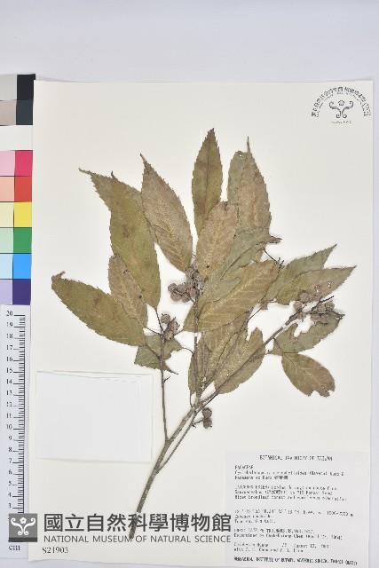 狹葉櫟藏品圖，第1張
