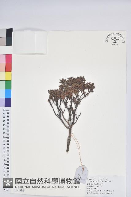 白毛粉鐘杜鵑藏品圖，第1張