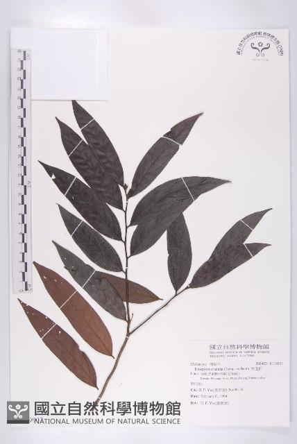 軟毛柿藏品圖，第1張