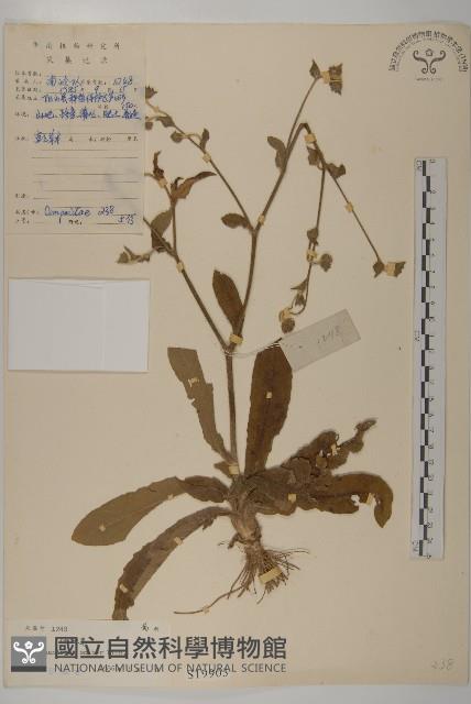 燈豎朽藏品圖，第1張