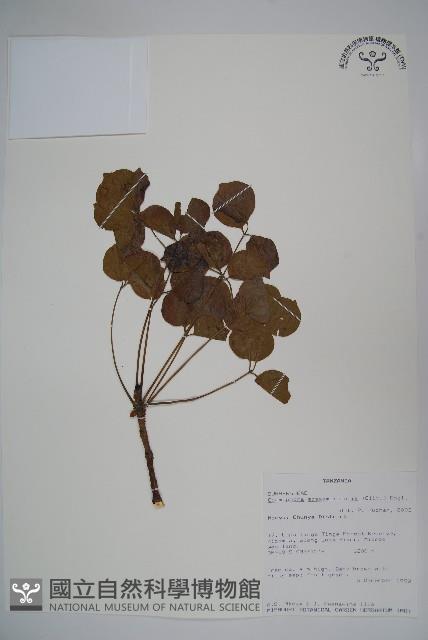 登錄號:S093903藏品圖，第1張