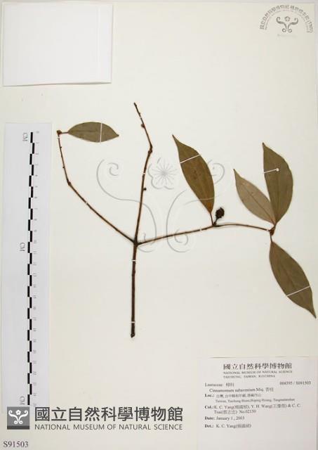 五掌楠藏品圖，第1張