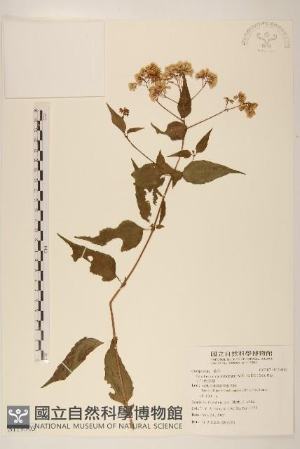 田代氏澤蘭藏品圖，第1張