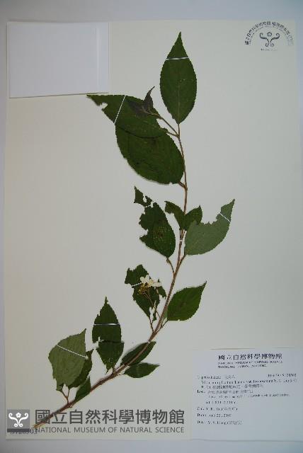 臺灣蝴蝶戲珠花、臺灣蝴蝶花藏品圖，第1張