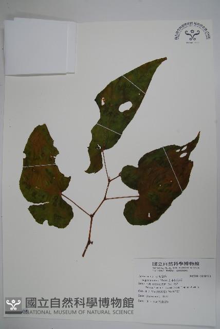 圓果秋海棠藏品圖，第1張