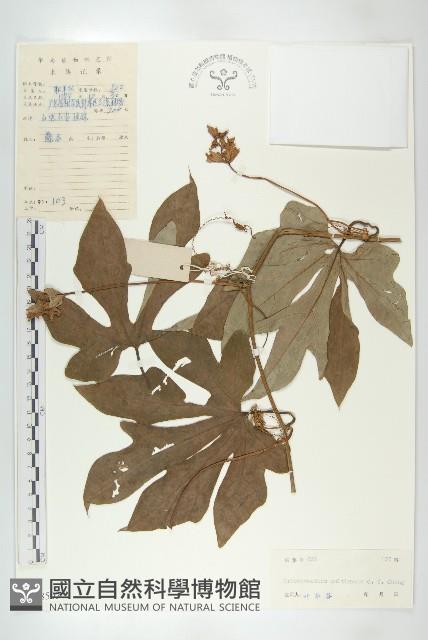 登錄號:S038503藏品圖，第1張