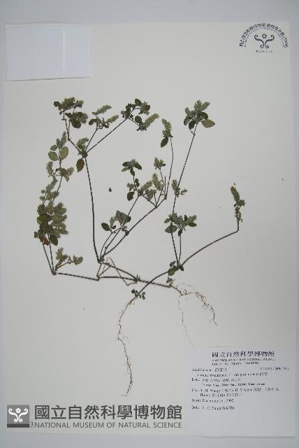 爵床藏品圖，第1張