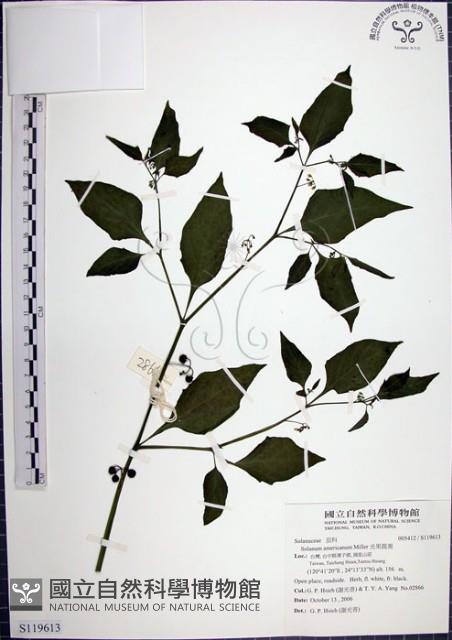 光果龍葵藏品圖，第1張