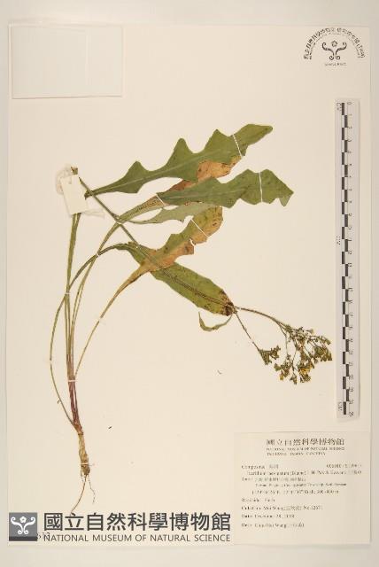 刀傷草藏品圖，第1張