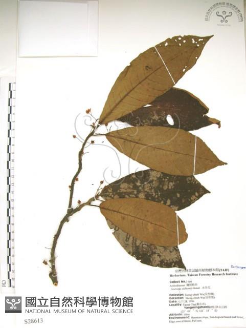 水冬瓜藏品圖，第1張